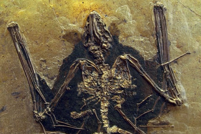 Fossilien_Ankauf_Messel_Palaeochiropteryx Fossilien_Ankauf_Messel_Palaeochiropteryx