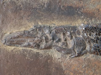 MesselFossil_Fisch MesselFossil_Fisch