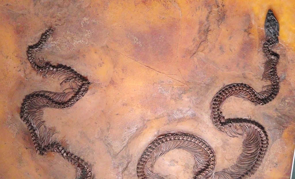 Fossilien_Vermittlung_Holzmaden_Fischsaurier_Ichthyosaurier Fossilien_Vermittlung_Holzmaden_Fischsaurier_Ichthyosaurier